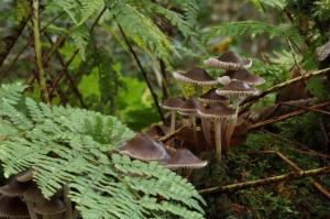 Mushrooms in a woodland
