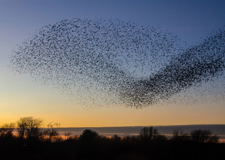 starling murmuration over silhouettes of trees at sunset