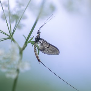 Dorset Environmental Records Centre DERC