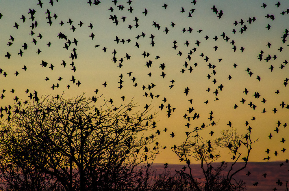 A starling murmuration above tree tops at sunset
