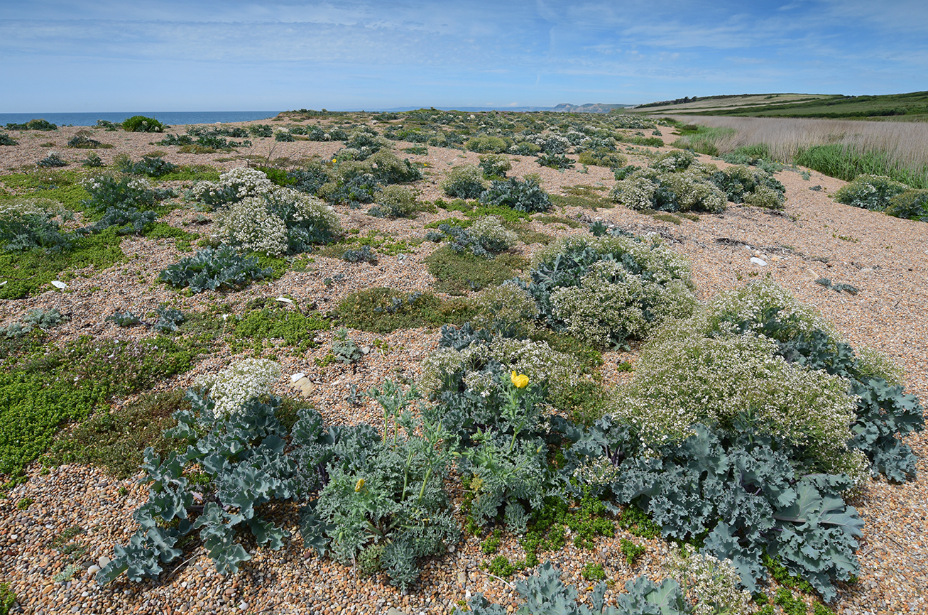 Vegetated Shingle Beach